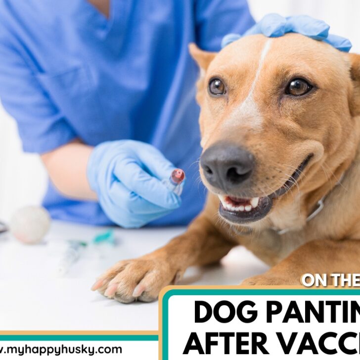 Dog Panting After Vaccine 10 Crucial Things to Know Now My Happy Husky