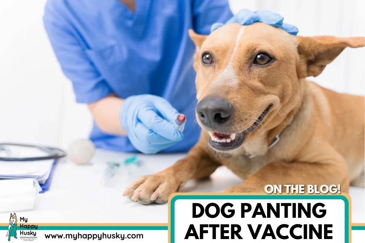 dog panting after vaccine