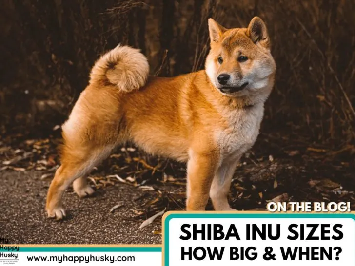 how big do shiba inus get