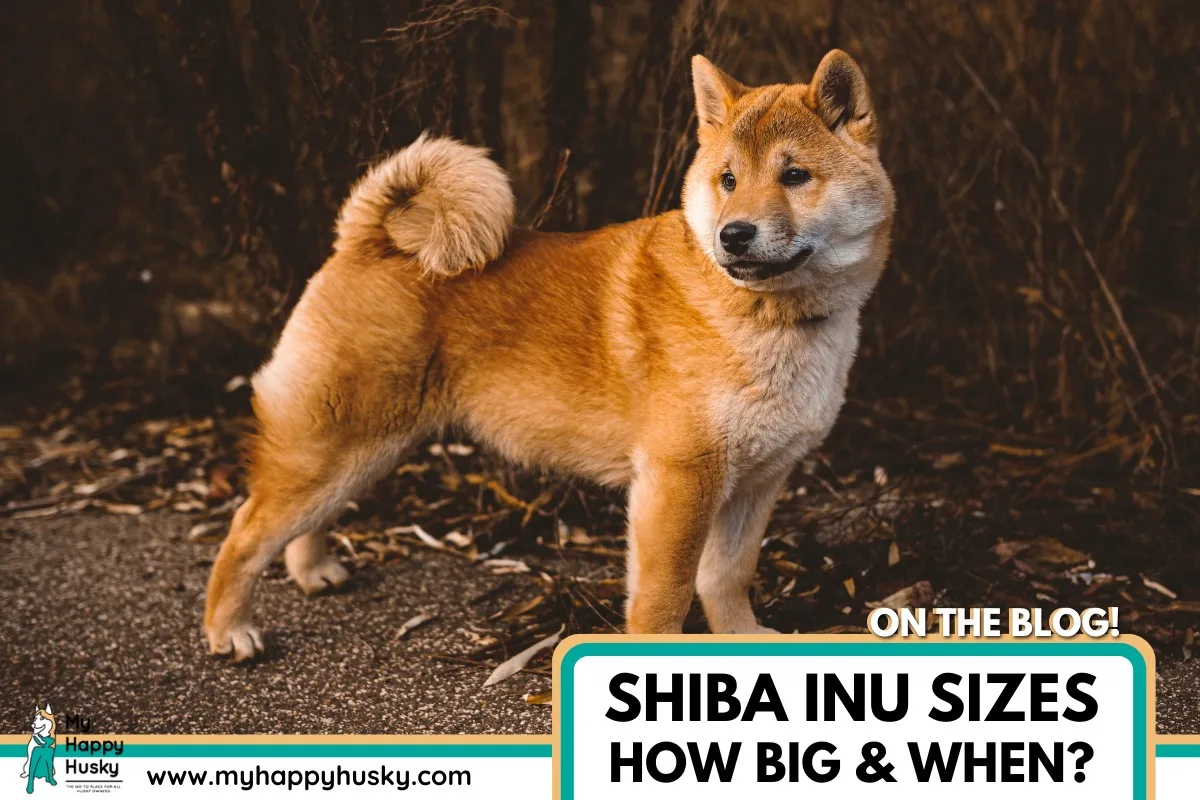 how big do shiba inus get