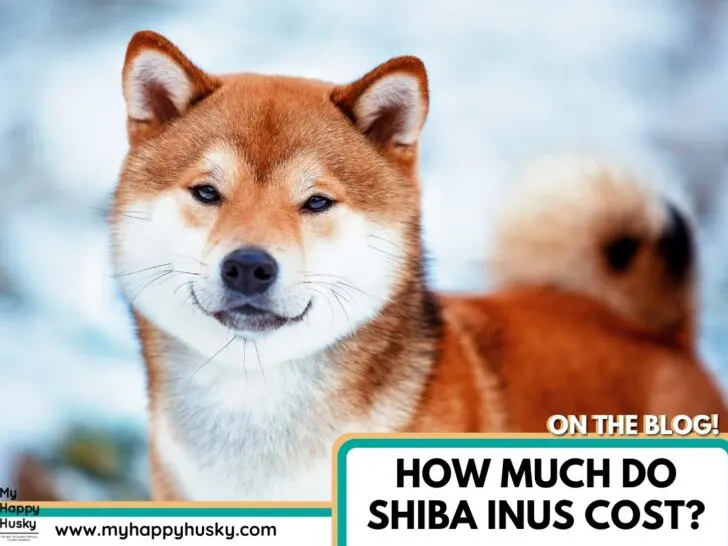how much do shiba inus cost (1)