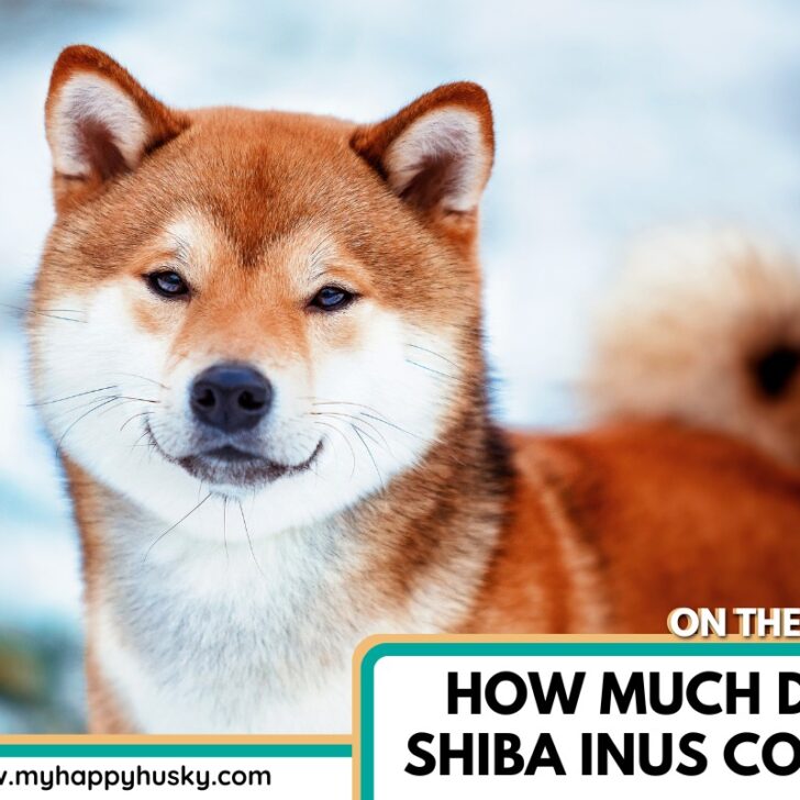 How Much Do Shiba Inus Cost (2025 Price Guide) My Happy Husky
