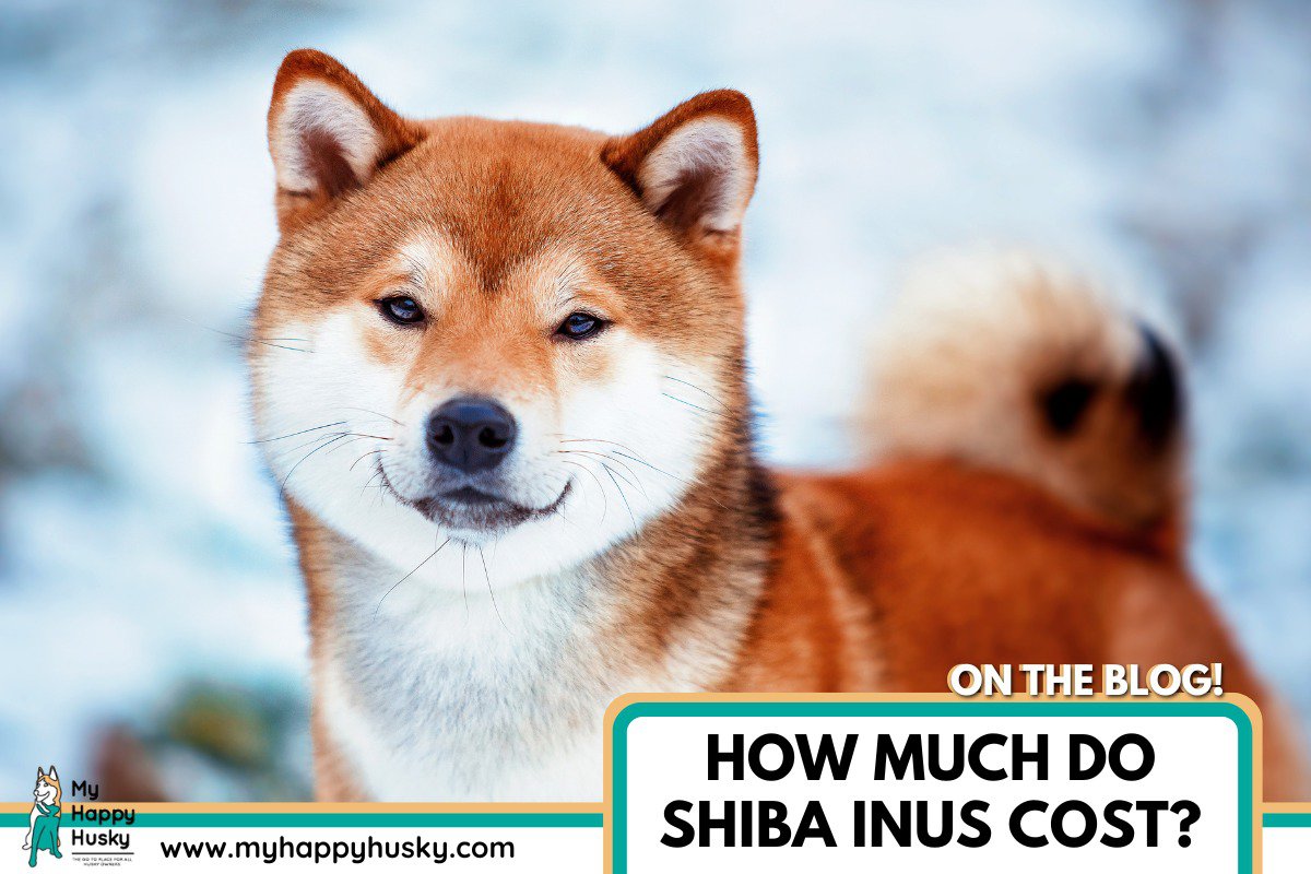 How Much Do Shiba Inus Cost (2024 Price Guide) My Happy Husky