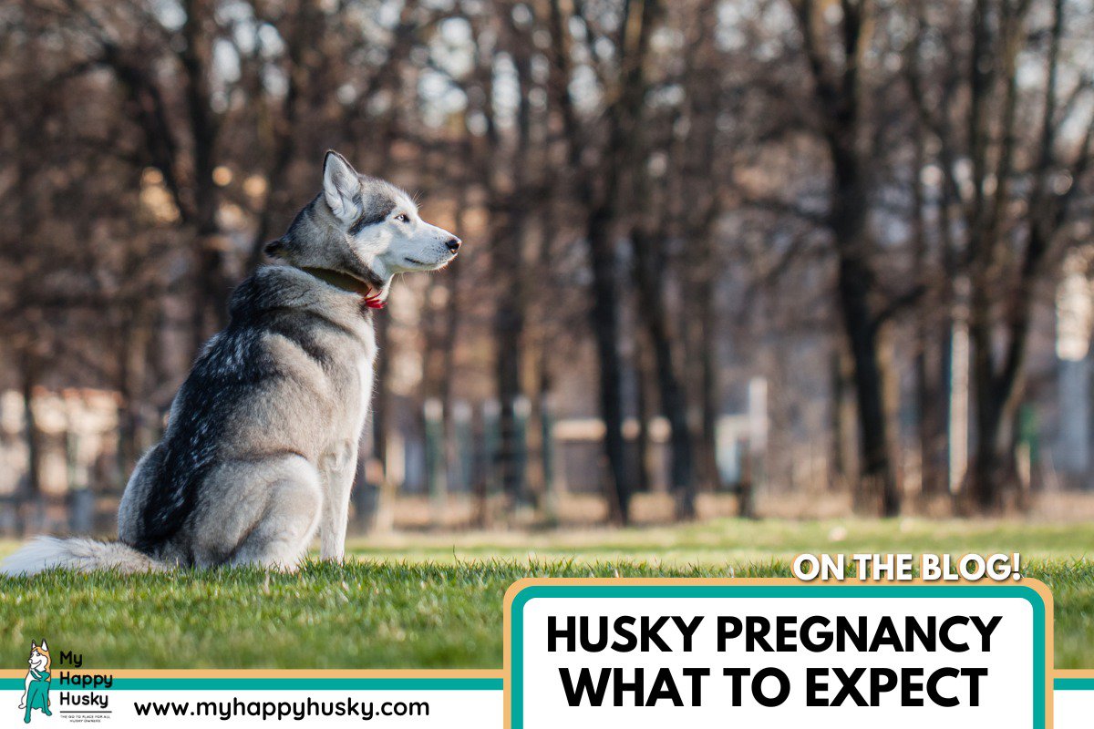 husky pregnancy