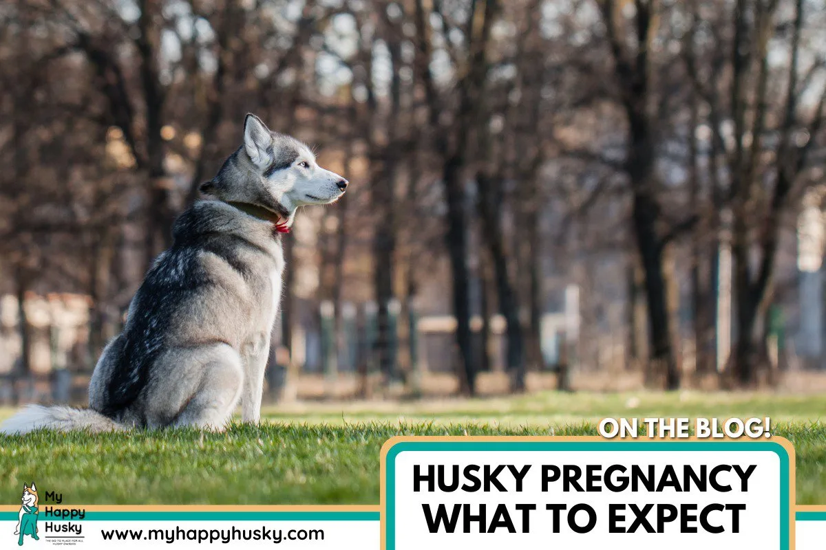 husky pregnancy
