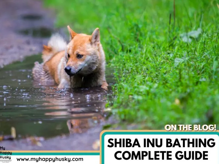 shiba inu bathing