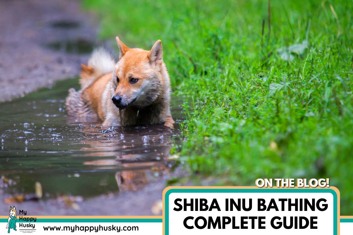 shiba inu bathing