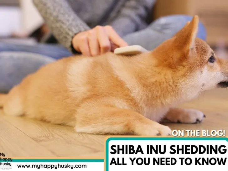shiba inu shedding