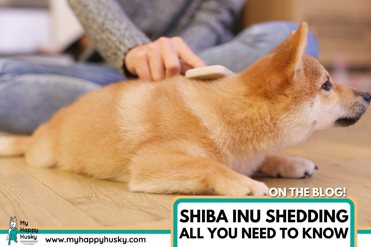 shiba inu shedding