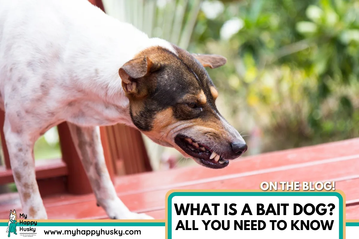 what is a bait dog