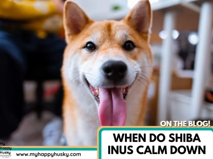 when do shiba inus calm down