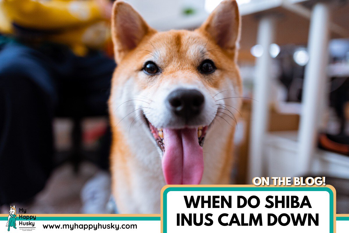 when do shiba inus calm down