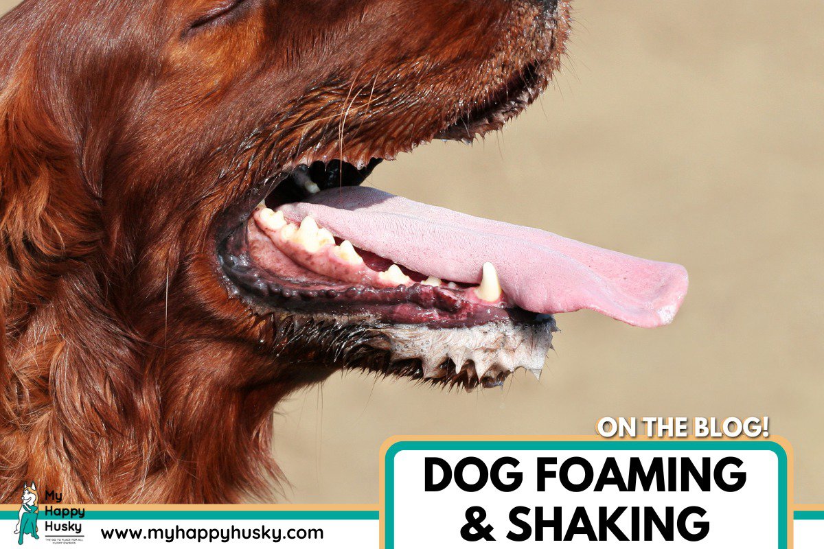 dog foaming and shaking