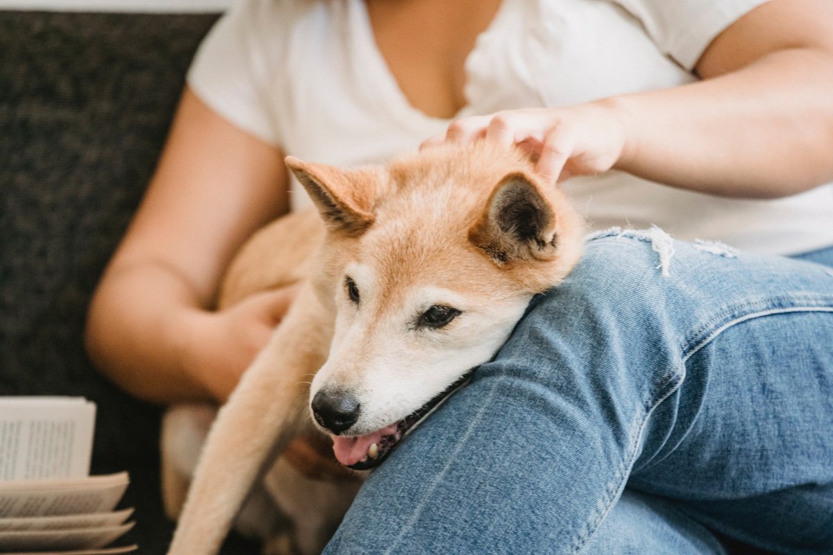 cuddly shiba inu