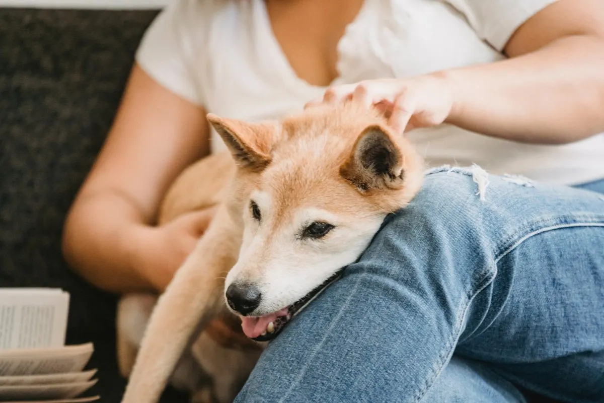 cuddly shiba inu