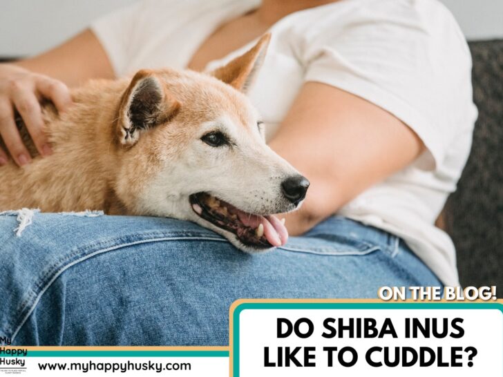 shiba inu cuddling owner