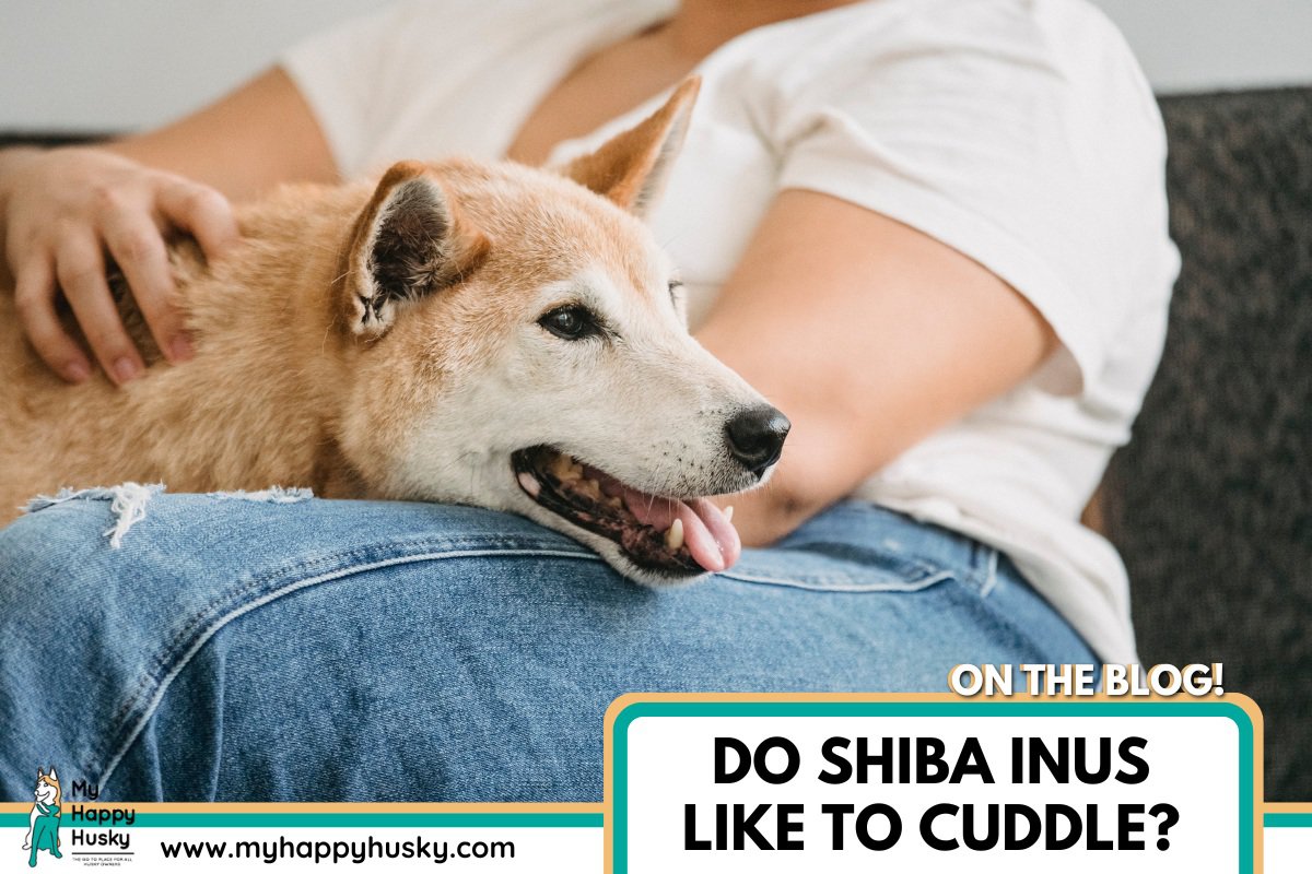 shiba inu cuddling owner