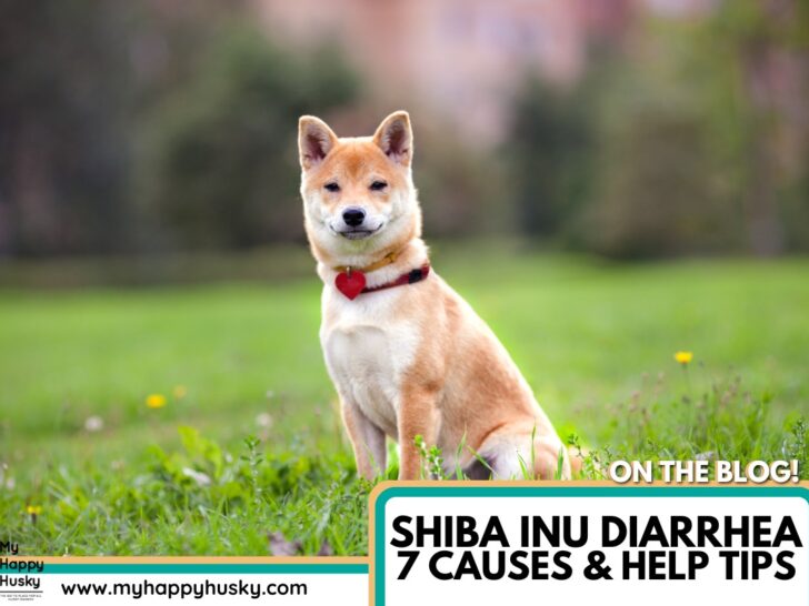 shiba inu diarrhea