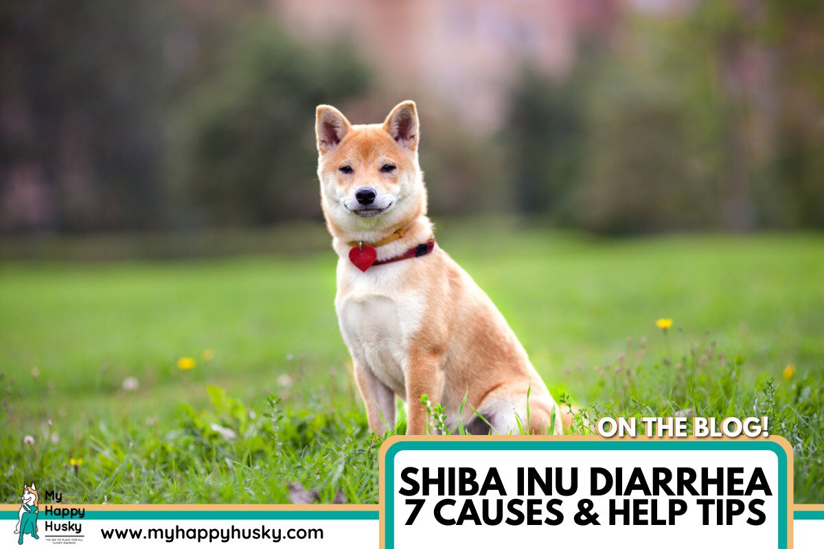 shiba inu diarrhea