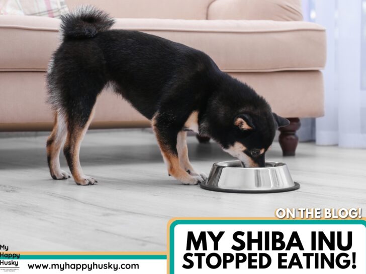 shiba inu wont eat