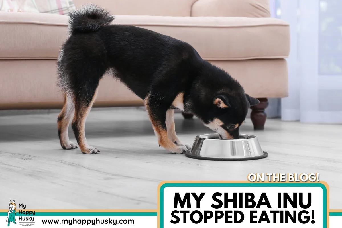 shiba inu wont eat