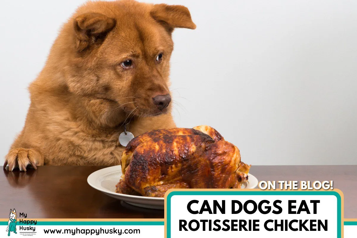 can dogs eat rotisserie chicken