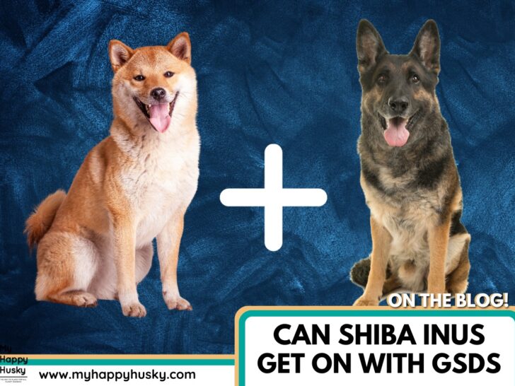 can shiba inus get on with german shepherd