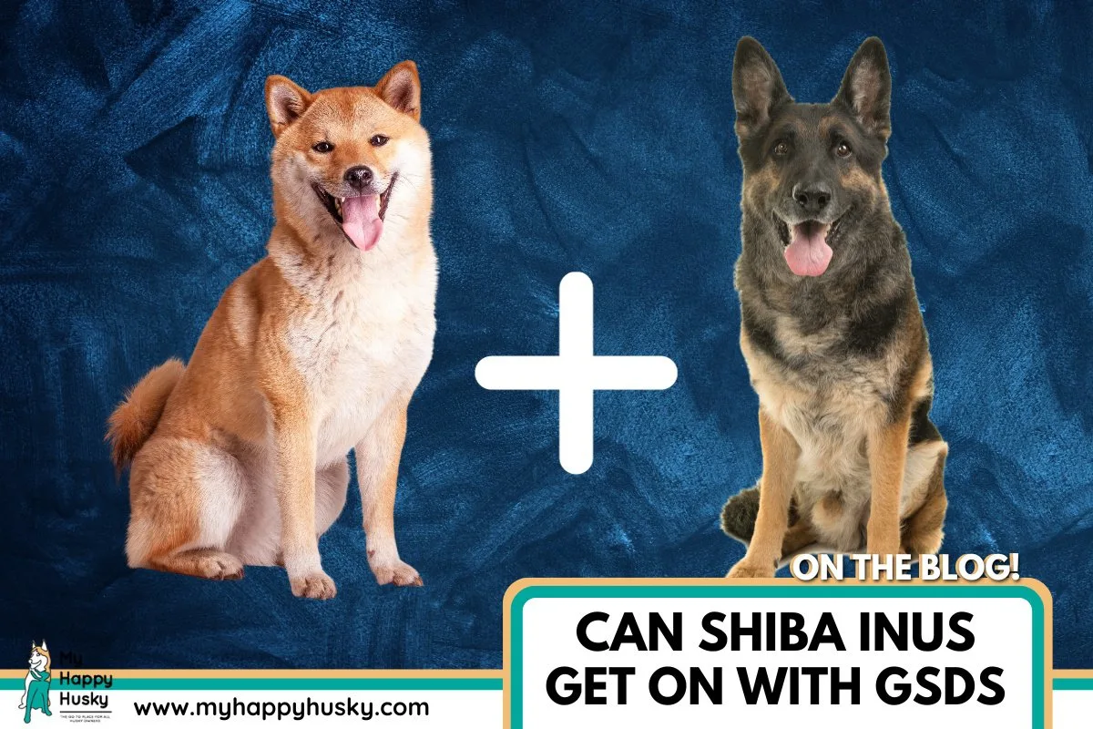 can shiba inus get on with german shepherd