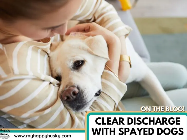 clear fluid with spayed female dog
