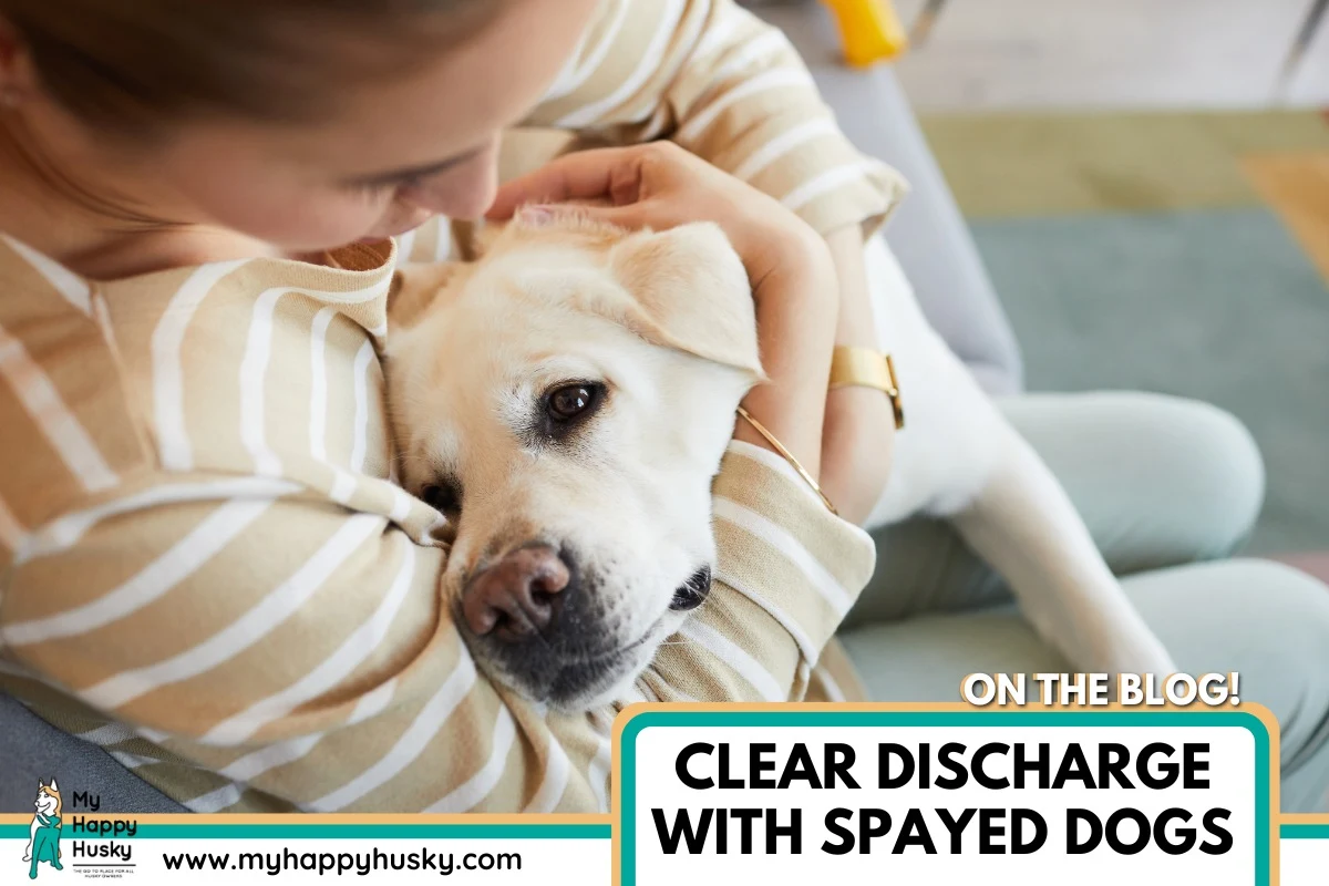 clear fluid with spayed female dog