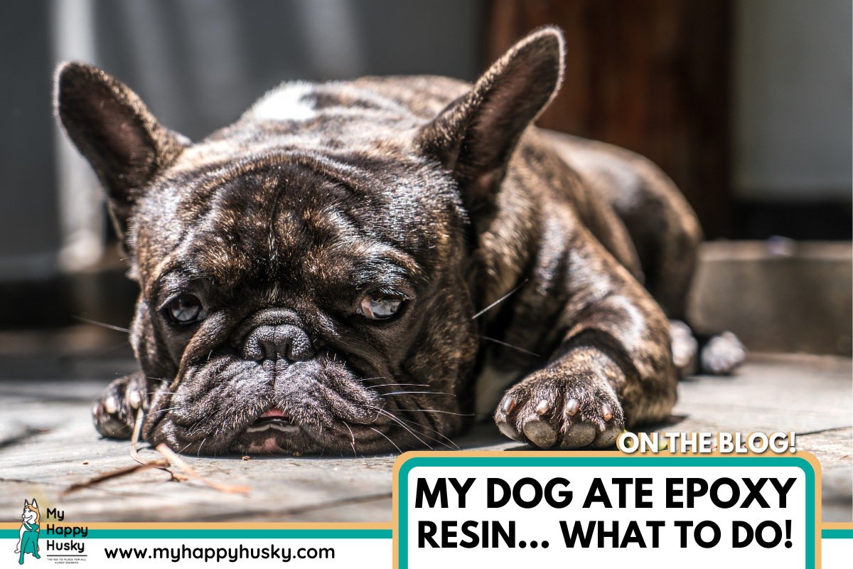 My Dog Ate Epoxy Resin What To Do Now My Happy Husky my-dog-ate-epoxy-resin-what-to-do-now-my-happy-husky