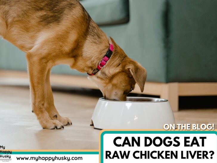 dog eat raw chicken liver