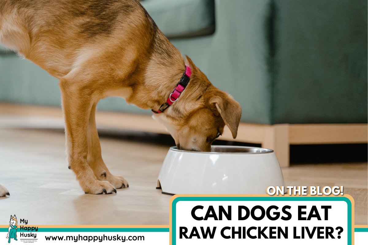 dog eat raw chicken liver