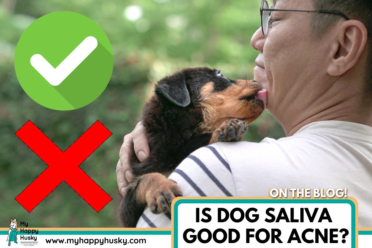 dog saliva good for acne