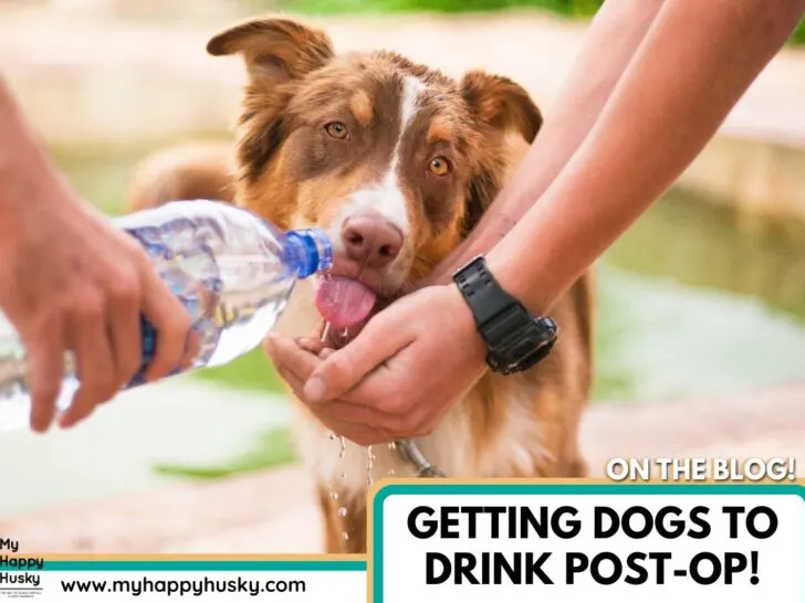 dog wont drink after surgery