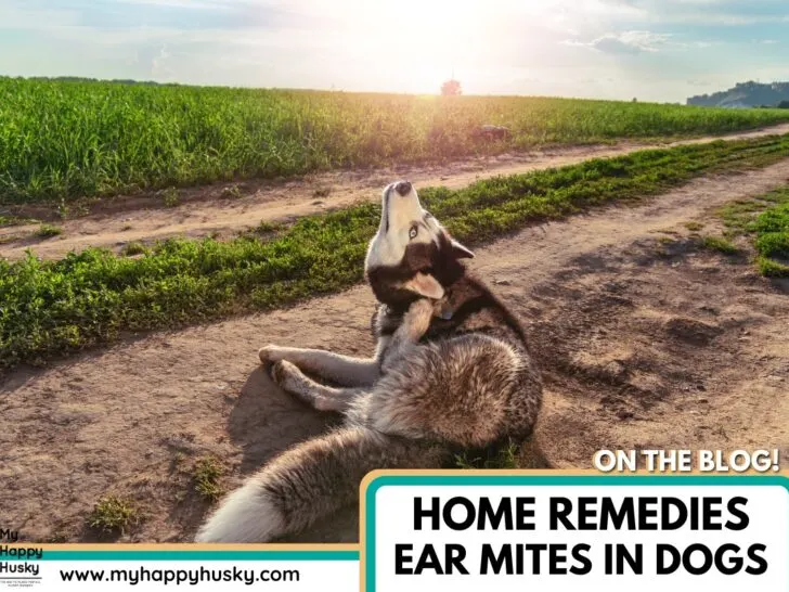 home remedies for ear mites in dogs