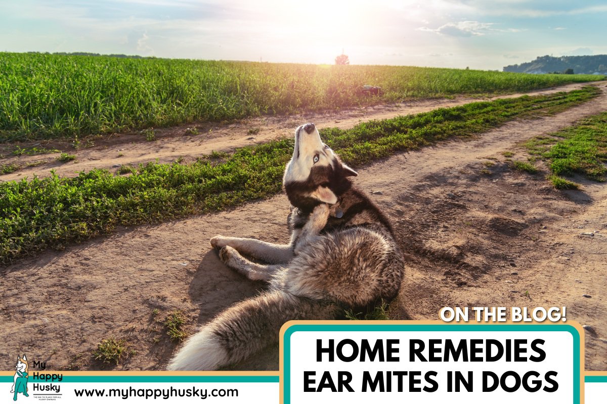 home remedies for ear mites in dogs