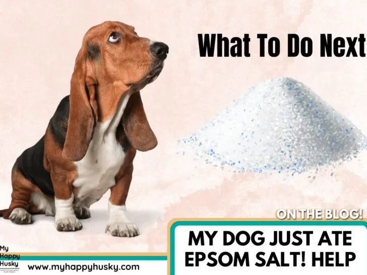 my dog ate epsom salt