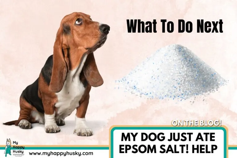 my dog ate epsom salt