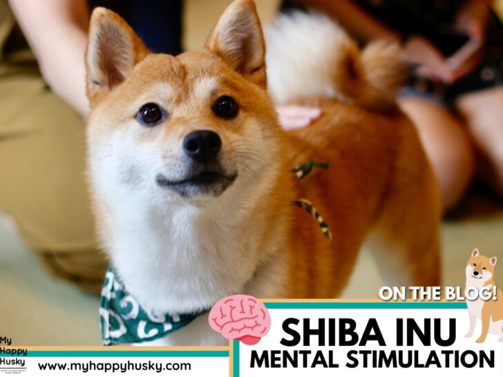 shiba inu mental stimulation