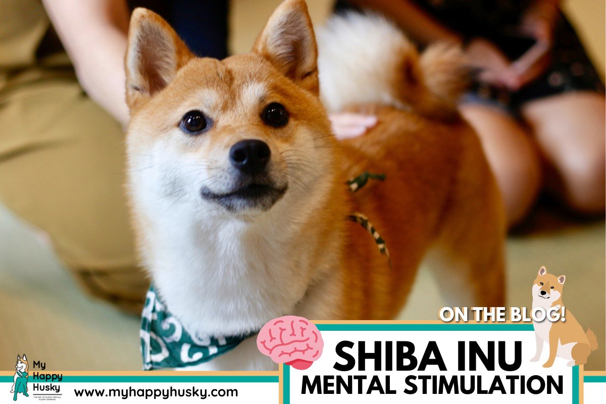 shiba inu mental stimulation