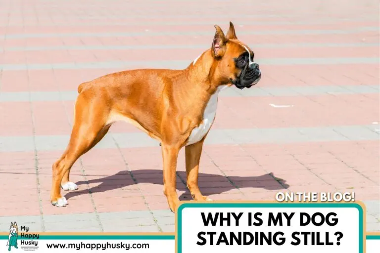 why is my dog standing still