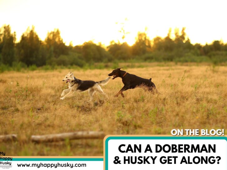 can a doberman and a husky get along