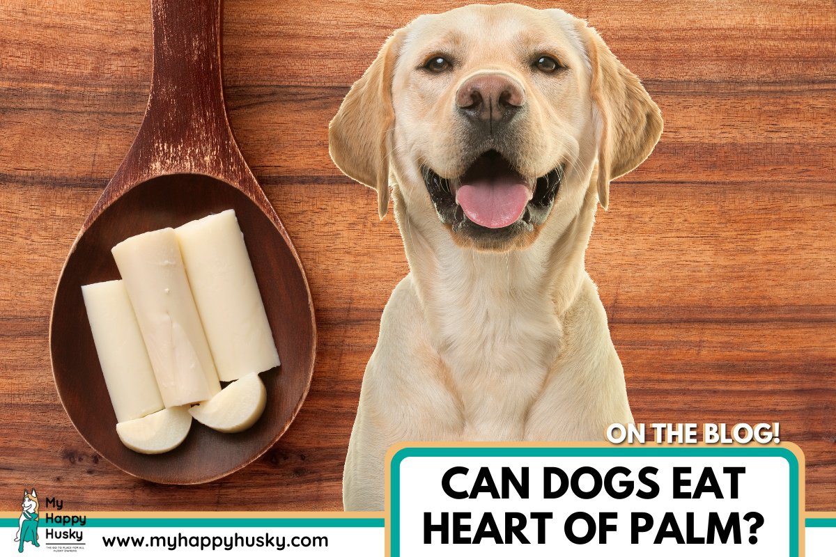 can dogs eat heart of palm