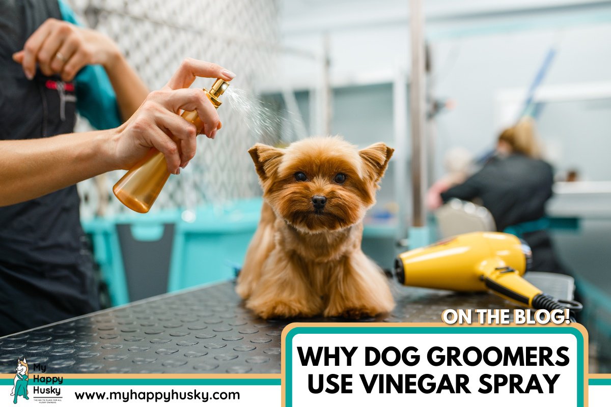 dog groomer use vinegar spray