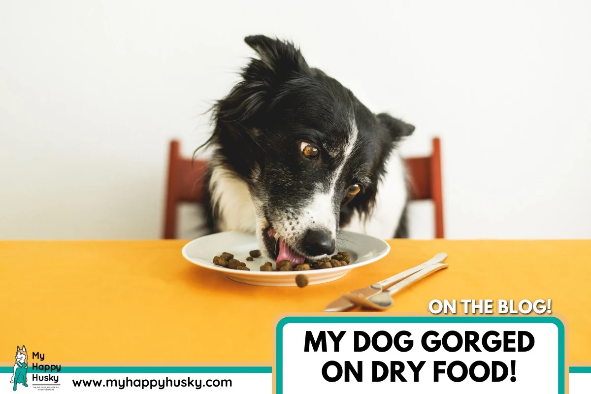 dog overeating dry food