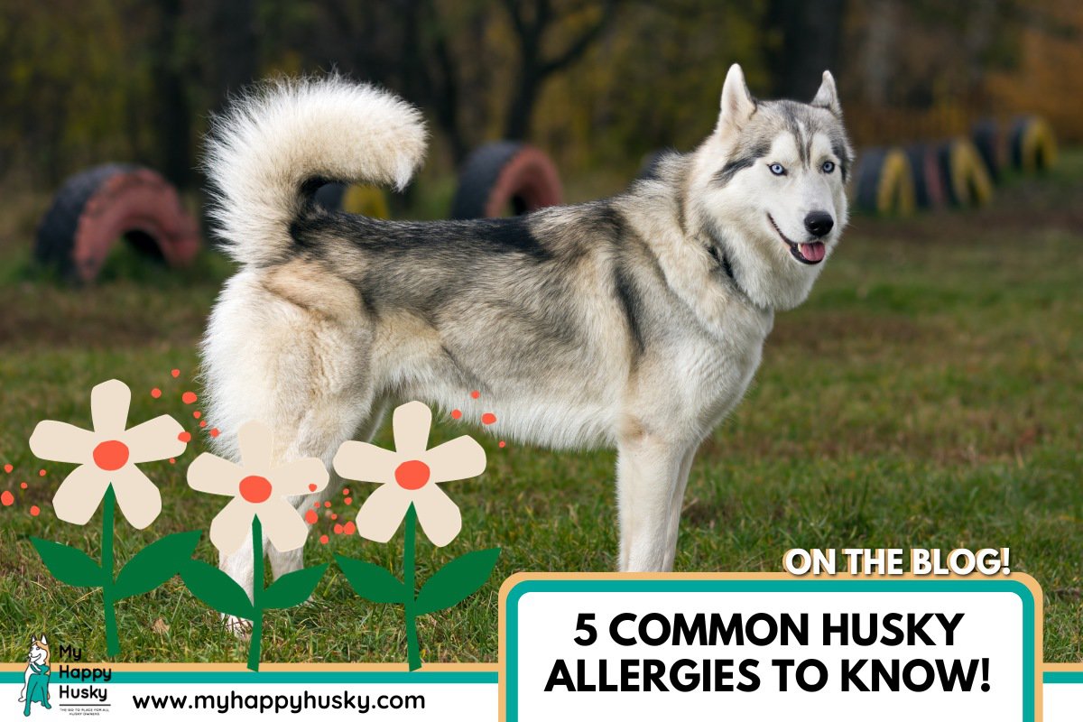 husky allergies
