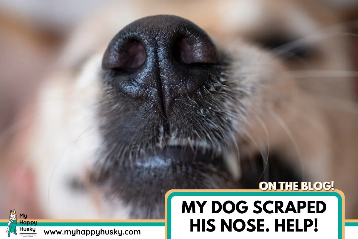 my dog scraped his nose