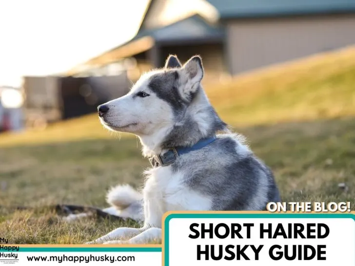short haired husky
