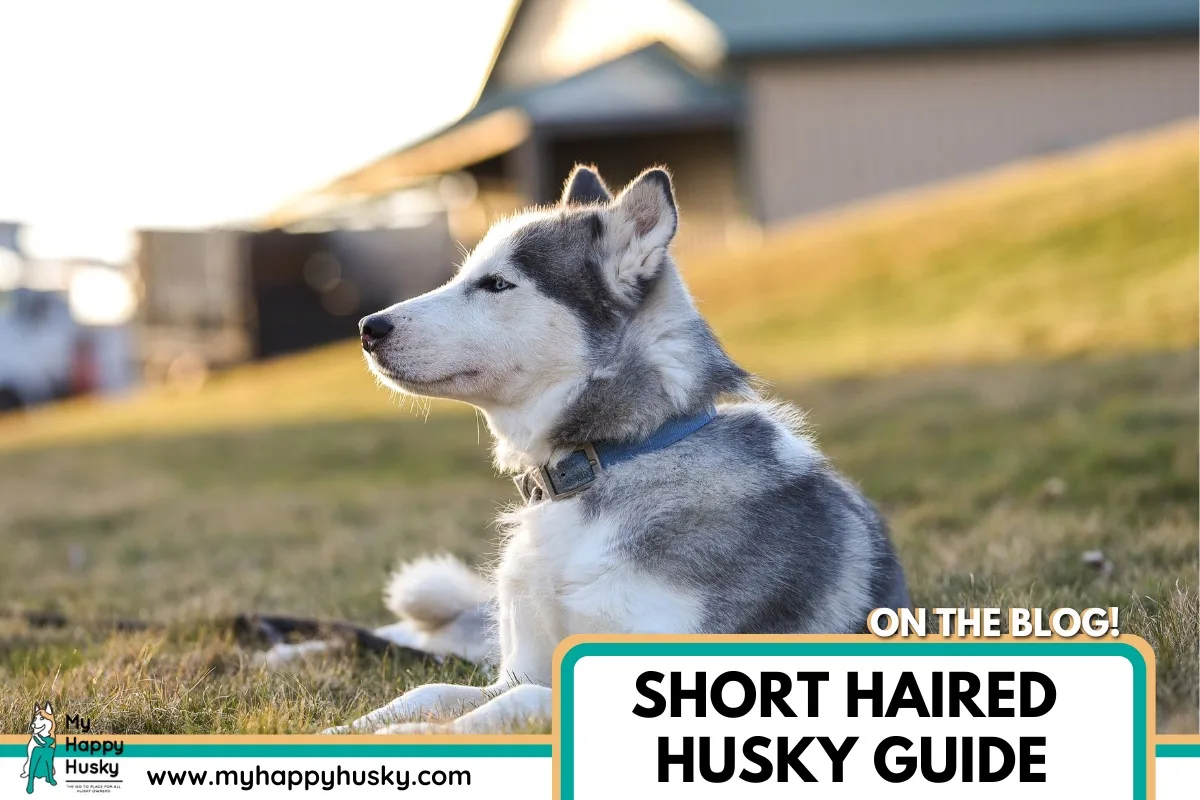 short haired husky